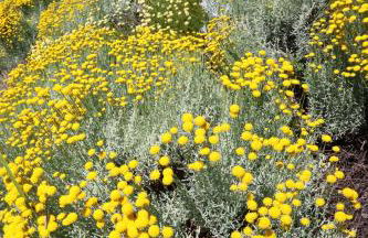 Terra di Ea - Foto 49