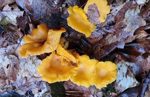 Wasgauer Felsen und Seen - Foto 23