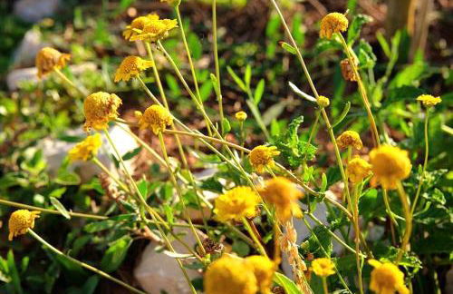 Quinta Vida Verde - Foto 14