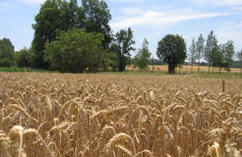 El Mas Pla - Foto 39