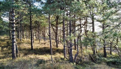 La villa dans les pins - Foto 5, Garden, Garden view