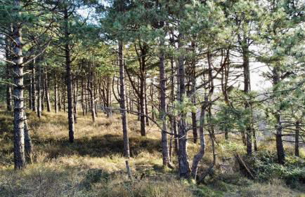 La villa dans les pins - Photo 5