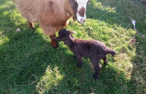 The old hayloft on 22 acre country smallholding - Foto 38