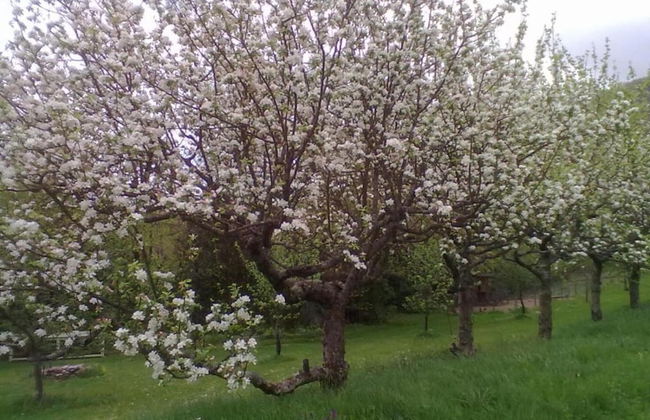 Villa in Mazamet With Private Pool - Foto 47