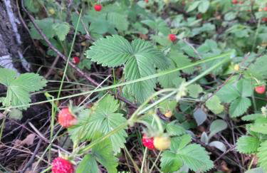 Cisza i Las - Dom na wyłączność, Prywatny Las, 2 pokoje, Polanica Zdrój - Foto 40