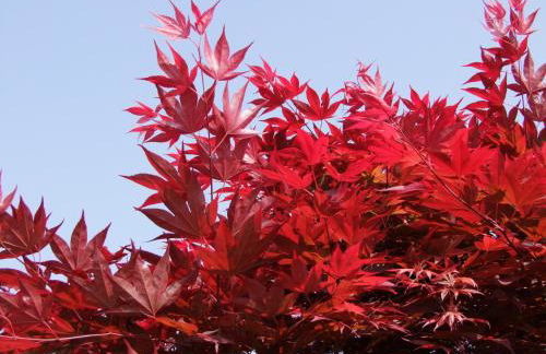 Agriturismo L'Acero Rosso - Foto 65