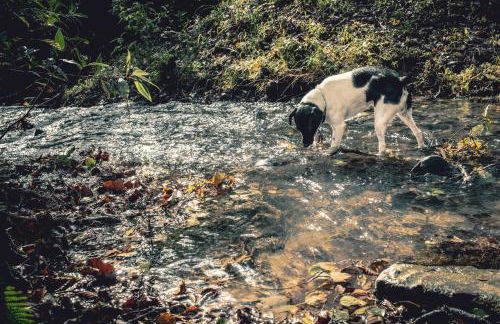agroturismo Araize - Foto 46