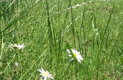 Agroturystyka POD KASZTANEM - Foto 28