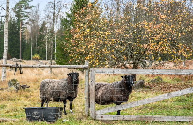 2 bedroom House in Eringsboda with garden - Photo 2