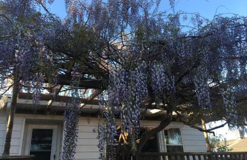Wisteria Vine Cottage - Foto 18