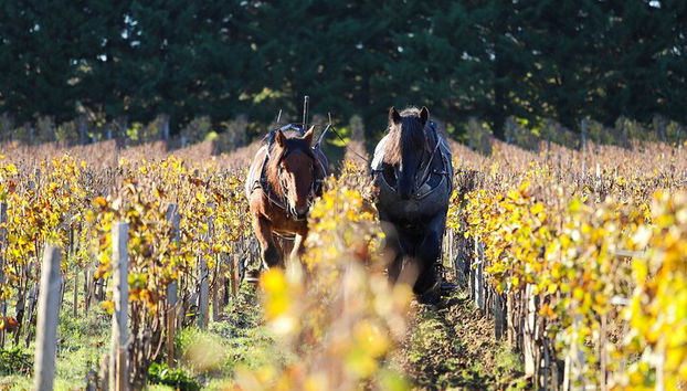 Tour privado a Pessac Léognan e Graves - Foto 5