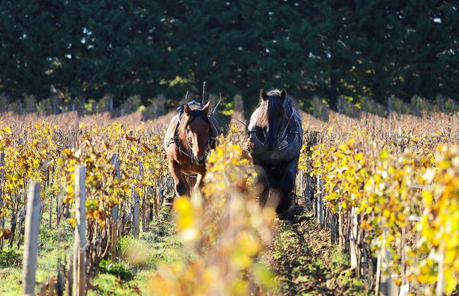 Tour privado a Pessac Léognan e Graves - Foto 5