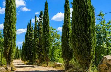 Borgo Livernano - Foto 31