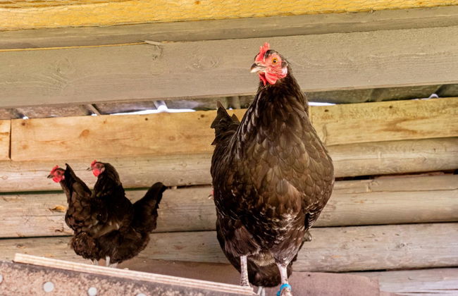 Lystikämän elämys - Foto 39