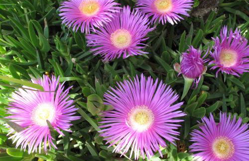 Esplanade Apartments - Heated Pool - Photo 98