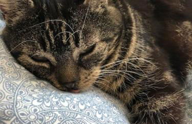 Naturnahes Wohnen in einem alten Haus mit Garten - Foto 39