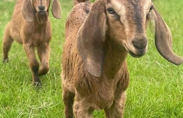 Charming Luxurious Rural Shepherds Hut - Foto 16