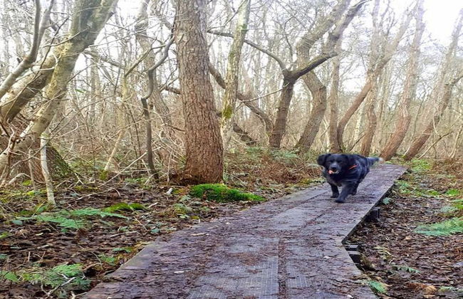 Villa by Weerribben Park - Foto 15