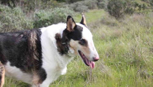 Pacific Coast Highway Milkhouse - Foto 3