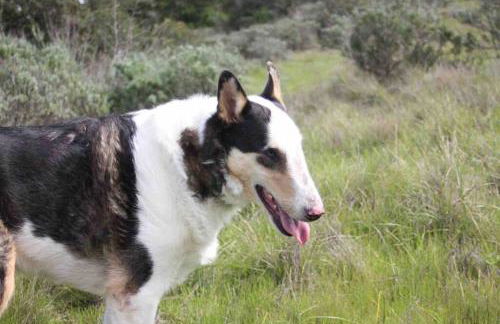 Pacific Coast Highway Milkhouse - Foto 3