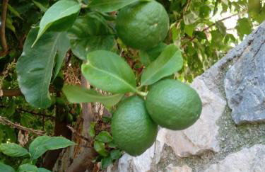 Agistri SOPHIA'S APARTMENT - Foto 15