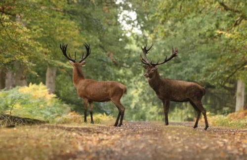 Gîte du Parc Animalier de Boutissaint - Foto 14