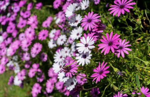 Zarrian Barri Etxea - Foto 13