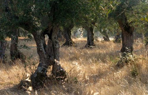 Quinta De Azemeis - Foto 25