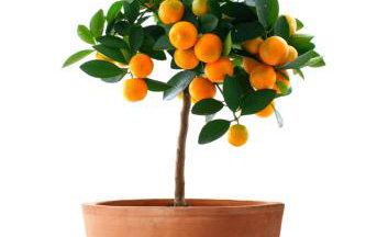 Orange Tree Garden - Foto 20