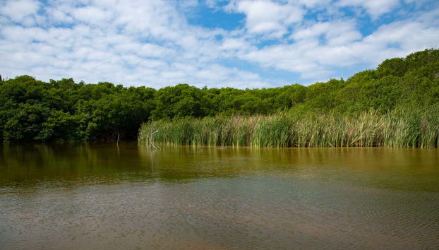 Contemplando manguezais durante a excursão