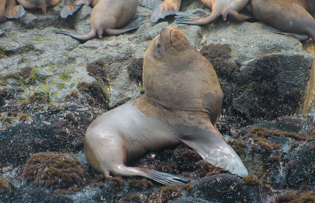Giro in motoscafo alle Isole Palomino + Bagno con i leoni marini - Foto 6