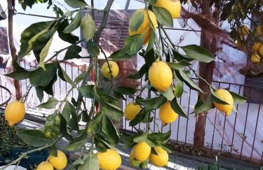 Le Mimose - Photo 37