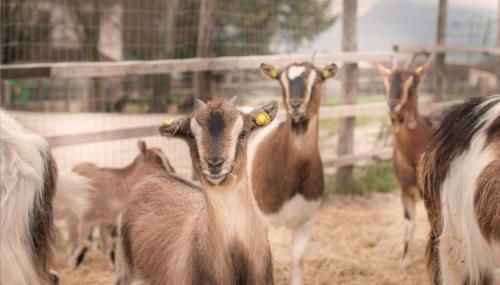 Agriturismo Stovali Da Lustrinu - Foto 2