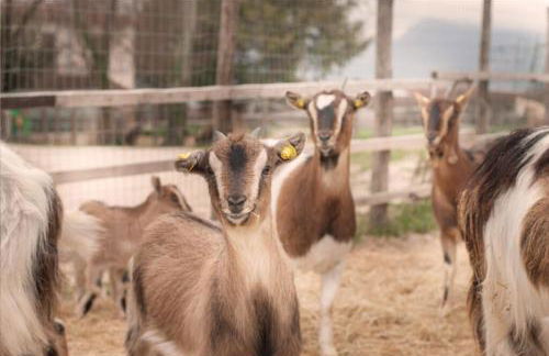 Agriturismo Stovali Da Lustrinu - Photo 2