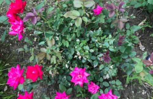 Harvard House-The Gathering Place - Foto 49