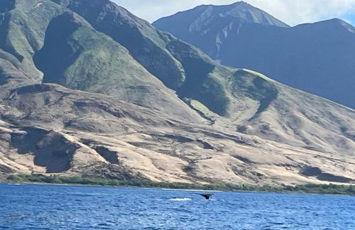 Compass Blue Lahaina - Foto 40