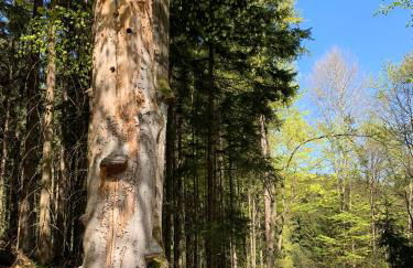 Ferienwohnung für Alt und Jung - Foto 11