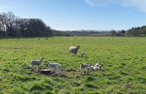 Old Orchard Cottage - Foto 22