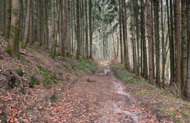 Panorama-Auszeit in Trierweiler - Foto 40