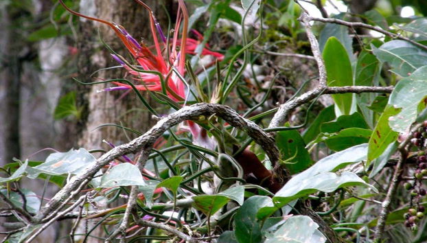 Découvrez les plantes de la forêt Lacandone