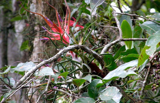 Trekking nella Selva Lacandona - Foto 4