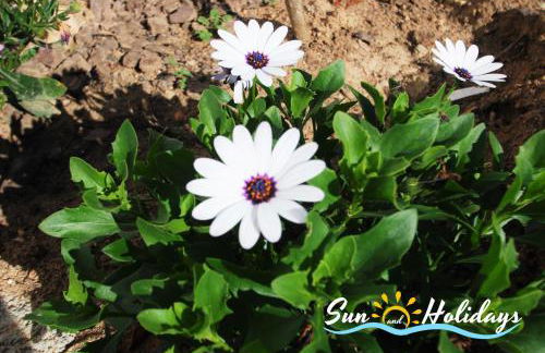 Villa Oasis - Foto 36