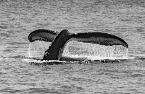 PonoMana Oasis's - Koi Cottage - Foto 70