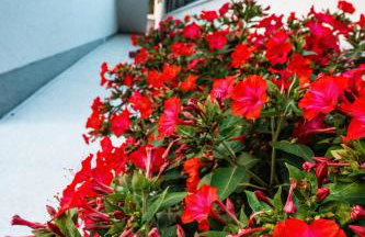 Villa Margita - Foto 42