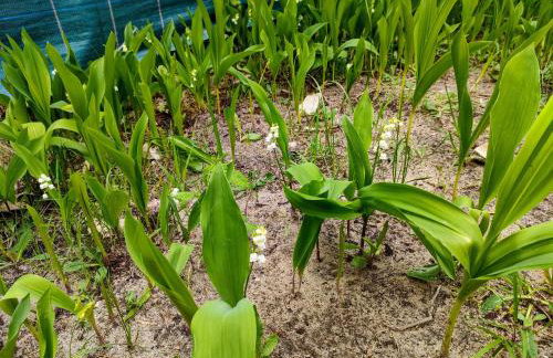 Gościnna Chatka - Foto 8