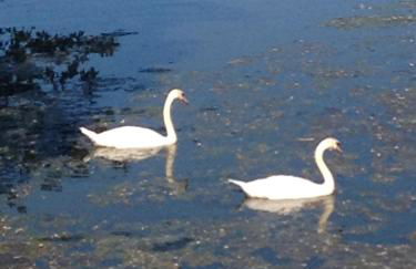 NEU! Modernes Ferienhaus Strandgut - Foto 7