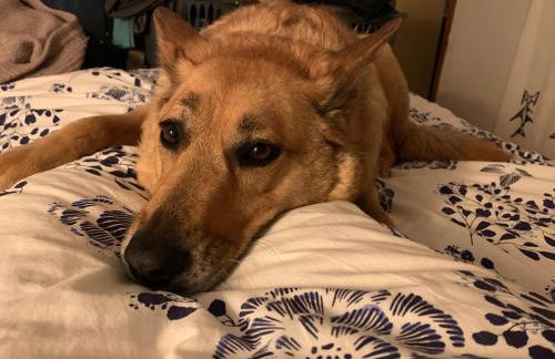 Appartement avec jardin - Photo 13