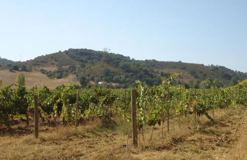 Herdade dos Montes Bastos - Foto 19