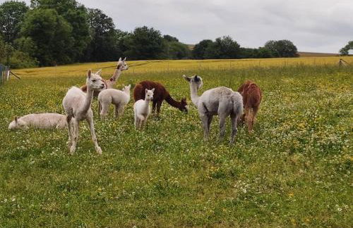 Ferienwohnung Erlebnisfarm John - Foto 8