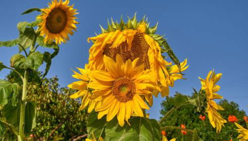 Casa Primavera, a Home in Madeira - Foto 3, Garden, Garden view